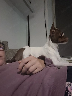 chihuahua hundin 