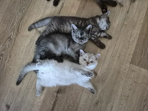 Bkh kitten noch 3 zuhaben!