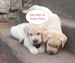 Labrador Welpen Showlinie freuen sich über netten Besuch