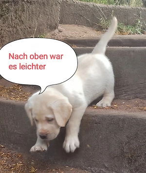 Labrador Welpen Showlinie freuen sich über netten Besuch