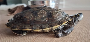 Höckerschildkröte 