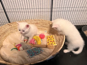 BKH Kitten süß und verspielt 