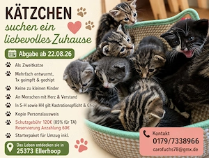Kitten Hauskatze ab 22.08. abzugeben 