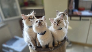 Traumhafte Ragdolls Kitten ..... 12 Wochen alt.