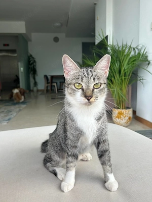 Katze zu verkaufen