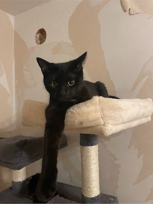 kuschel kater und katze