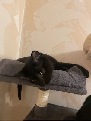 sehr lieber kater