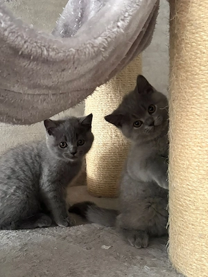 BKH katzen baby 