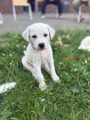 Labrador-Samojede Welpen