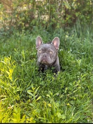 Verkaufe leider Bulldogge