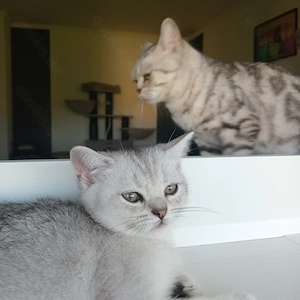Abgabebereit,BKH Kitten 