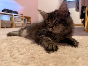 2 Edelmix kitten Blh Maine Coon auszugsbereit