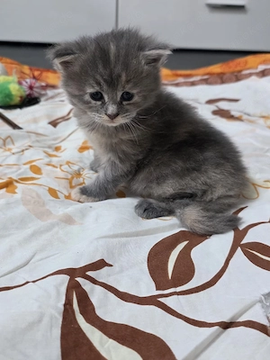 Maine coon kitten 