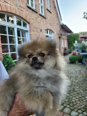 Zwergspitzwelpen Pomeranianwelpen von der Soerheide