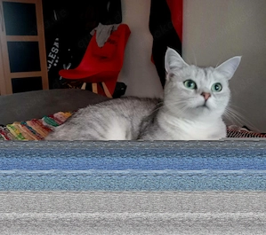 Lina BHK Katze nur in liebevolle Familie abzugeben 