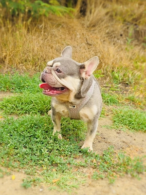 Französisches Bulldoggen Mädchen Buny