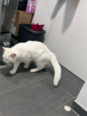 britisch kurzhaar kater