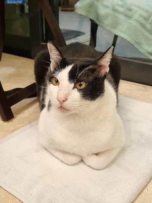 Katze zu verkaufen