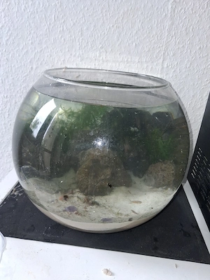 aquarium mit guppy