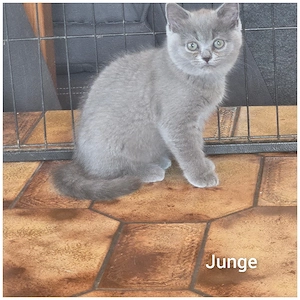 Bkh kitten  ab sofort 1 Stück 