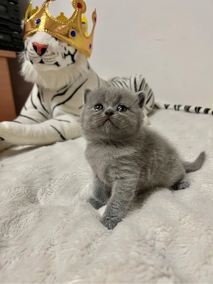 BKH kitten katze