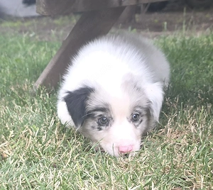 australian shepherd