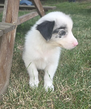 australian shepherd