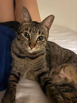 Katze zu verkaufen