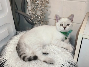 BKH Kater  Abgabebereit 