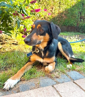 Hübsche Domenics