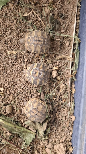 THB,Testudo hermanni boettgeri var. hercegovinensis Bild 3