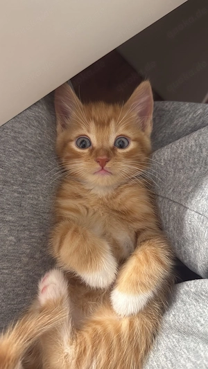Babykatze Männlich 