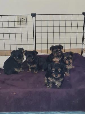 Yorkshire Terrier Welpen 