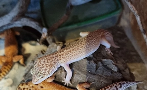 Leopardgecko Weibchen