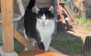 Geselliger Cat Damon sucht Zuhause mit Artgenossen