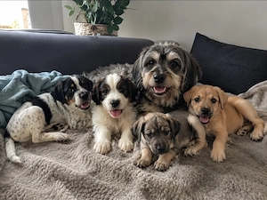 Süße Welpen, Schnauzer-Pinscher-Mix, suchen ein liebevolles Zuhause