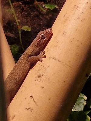 Jungferngecko (Lepidodactylus lugubris)
