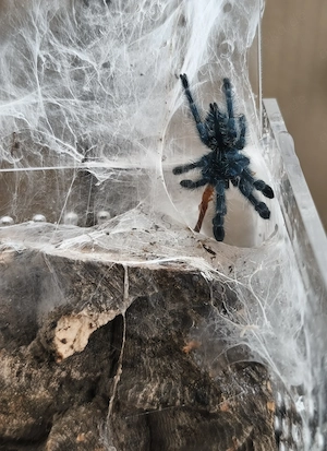 Caribena versicolor klein Geschlecht unbekannt 