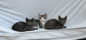 Drei kleine Kätzchen, Babykatzen, Kitten abzugeben