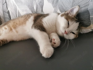 Bkh Mädchen bereit für ihr neues Zuhause 