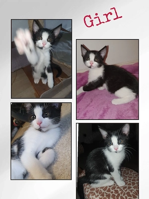 Kitten suchen ein liebevolles Zuhause 