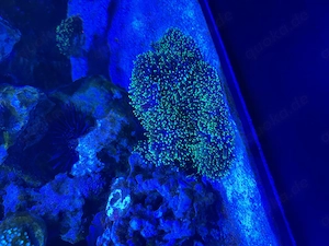Koralle Scheibenanemone 