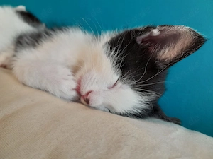 Kitten suchen ein liebevolles Zuhause 