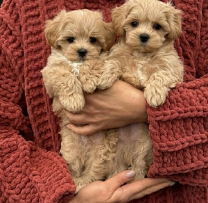 Entzückende Maltipoo-Welpen