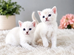 Siam - BKH kitten suchen ihr neues zuhause 