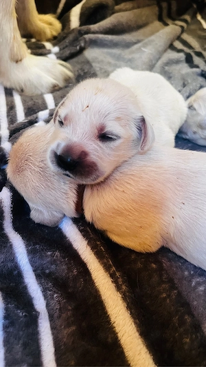 Golden Retriever Welpen