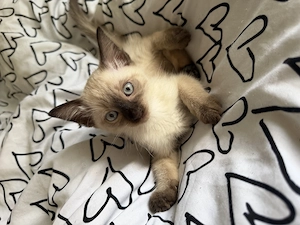 Siam mix kitten sucht Zuhause 