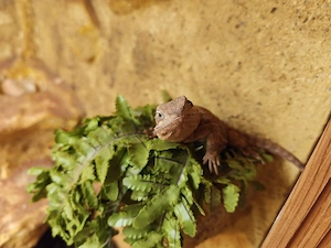 1.0 Zwergbartagame 
