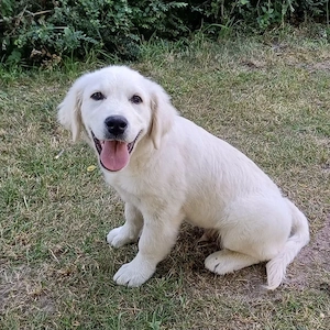 Nacho - kleiner Herzenshund sucht sein Für-immer-Zuhause