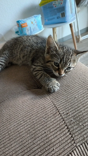 Süße Babykatzen suchen ein liebevolles Zuhause 
